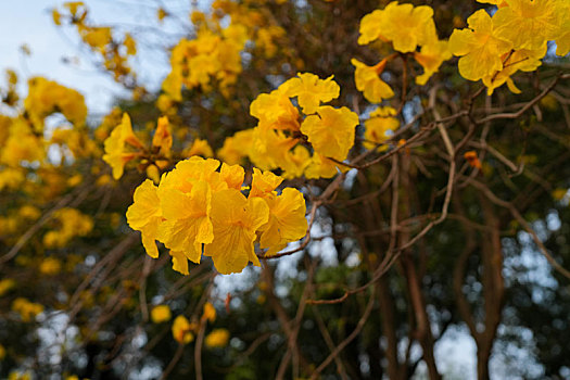羊城广州天河公园黄色风铃花盛开