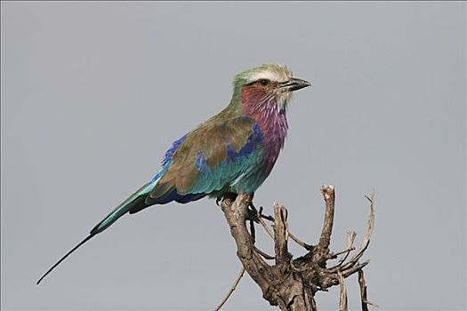 紫胸佛法僧鸟,紫胸佛法僧,栖息,枝头,马赛马拉,肯尼亚