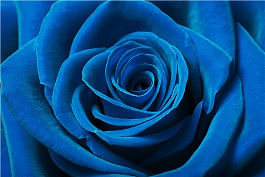 漂亮,蓝色,玫瑰