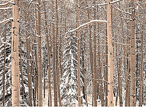 积雪,树林,碧玉国家公园,艾伯塔省