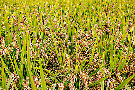 稻田水稻