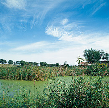 河畔湿地的风景