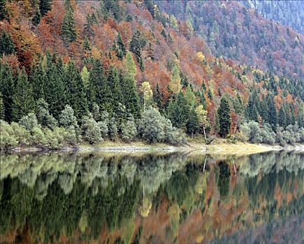 山林,湖,靠近,上巴伐利亚,德国