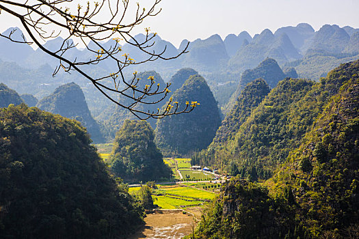 万峰林春色