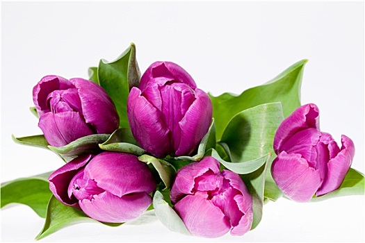 紫罗兰,春花,郁金香,隔绝,白色背景,背景