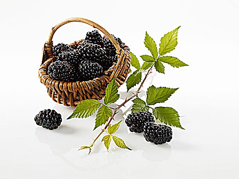 黑莓,小篮,嫩枝,靠近
