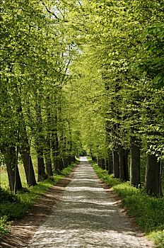 道路,排列,老,酸橙树,椴树属,梅克伦堡前波莫瑞州,德国,欧洲