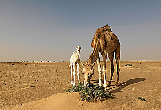 摩洛哥,撒哈拉沙漠,单峰骆驼
