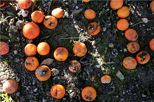 腐烂,橙色,柑橘,地面