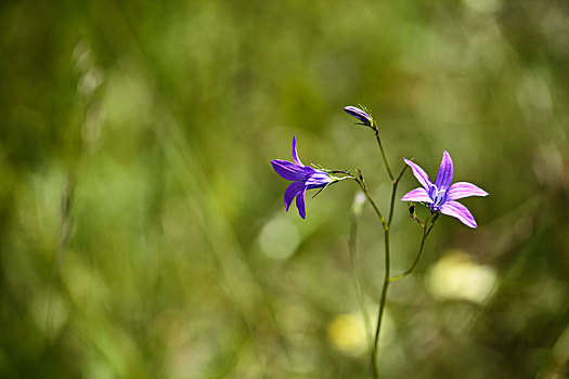 紫罗兰,野花,草地,夏天