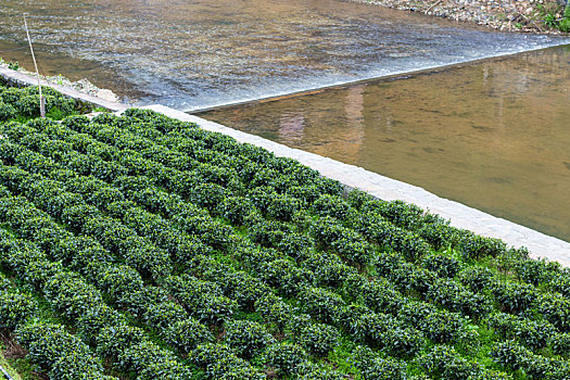 绿茶种植园,靠近,灌溉,运河
