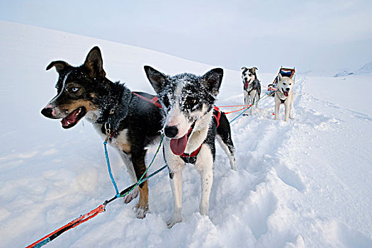 阿拉斯加,爱斯基摩犬,狗拉雪橇,团队,拉普兰,挪威,欧洲