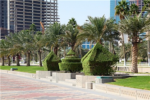 树篱,海枣,树,滨海路,多哈,卡塔尔