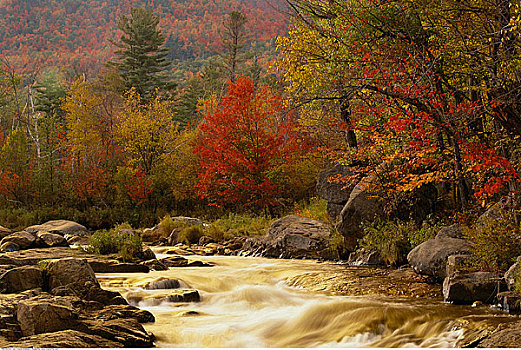 河,急流,树林,奧瑟博河,阿迪朗达克州立公园,纽约,美国