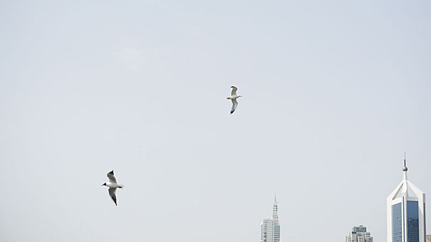 城市上空有两只海鸥飞过