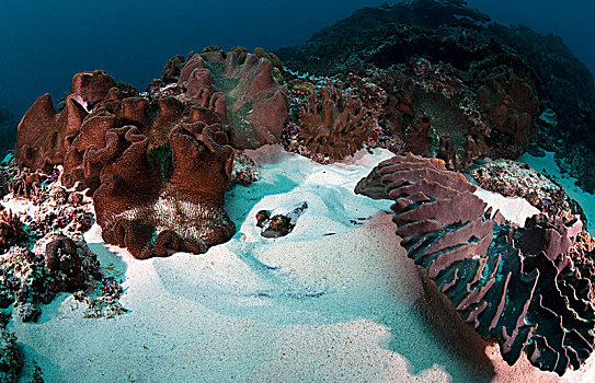 黄貂鱼,隐藏,掩埋,沙子,蝠鲼,巴厘岛,印度尼西亚,亚洲