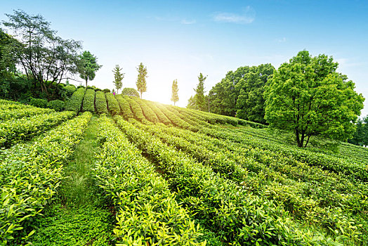 高山生态茶园