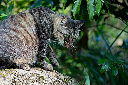 台湾观光景点猴硐猫村,猫村小路上的可爱的猫猫