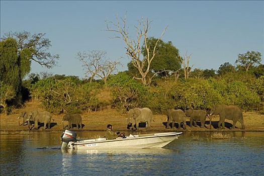 泛舟,河,乔贝,大象,背景,博茨瓦纳,非洲