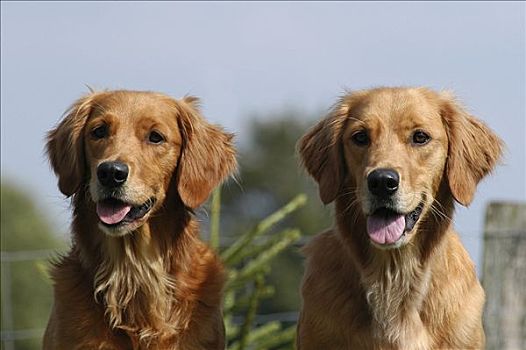 肖像,两个,暗色,金毛猎犬,母狗