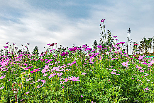 波斯菊格桑花