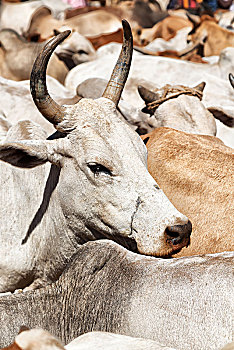 埃塞俄比亚,非洲,许多,公牛,动物,市场,背景