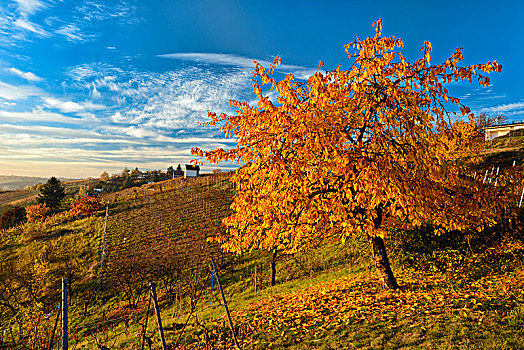 秋天,葡萄园,樱桃树,满,秋色,萨克森安哈尔特,德国
