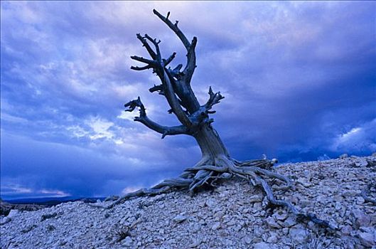 孤单,死,桧属植物,树,布莱斯峡谷国家公园,犹他,美国