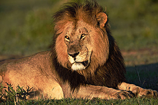 雄性,狮子,卧,马赛马拉,野生动物,保护区,肯尼亚