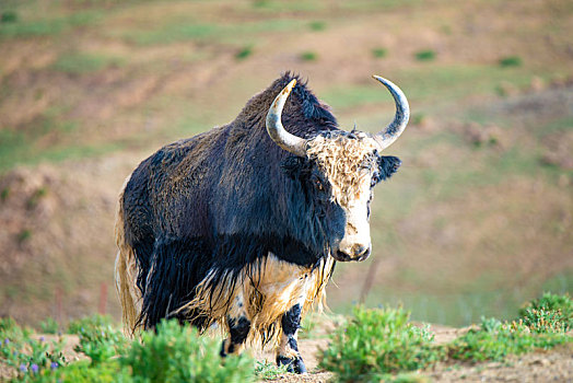 西藏的牦牛