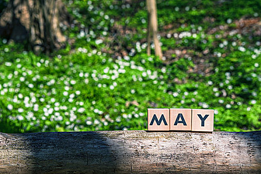 五月,春天,签到,绿色,花园,树
