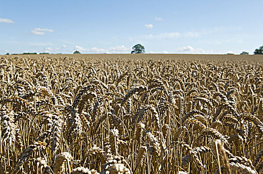 小麦,茎,土地