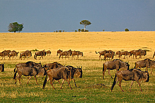 大,角马,牧群,迁徙,塞伦盖蒂,塞伦盖蒂国家公园,坦桑尼亚