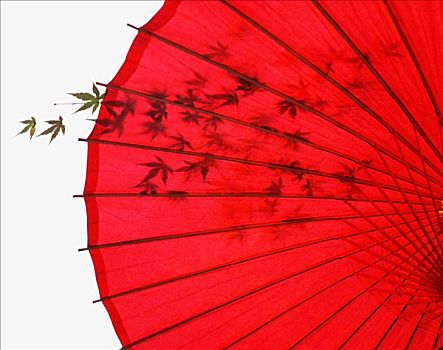 日本,红色,伞,影子,枫叶