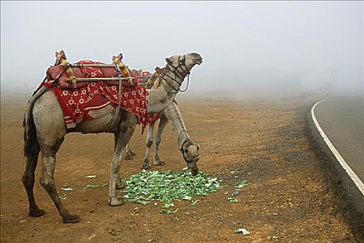 一对,骆驼,吃,孟买,印度
