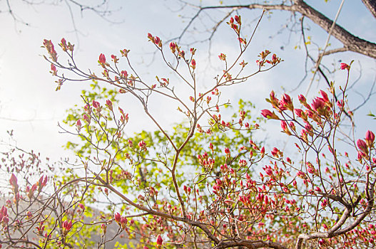 春季含苞待放的红色杜鹃花
