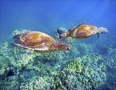 夏威夷,两个,绿海,海龟,龟类,濒危物种