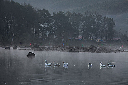 湖,水面,雾气,蒸腾,白雾,水蒸气,缥缈,仙境,灵性,家禽,鸭子,鹅,游动,自在,安静,自然,风光