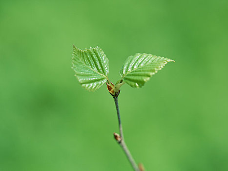 发芽