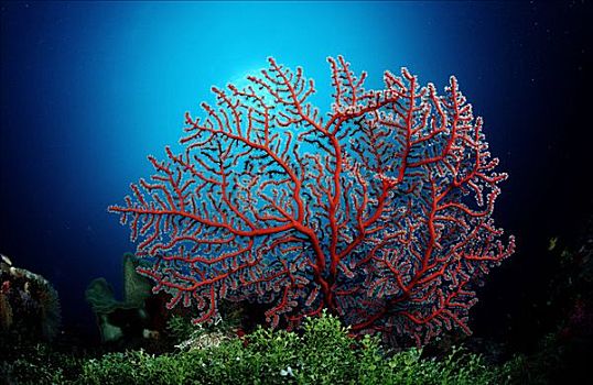 双色,柳珊瑚目,苏拉威西岛,印度尼西亚,班达海