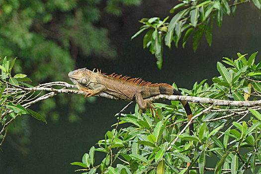 鬣蜥蜴,雨林,树