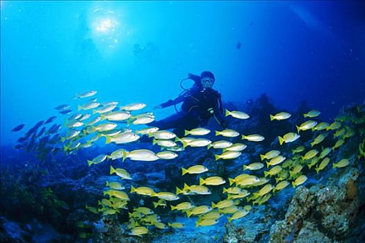 潜水,黄色,条纹,鲷鱼,大堡礁,澳大利亚