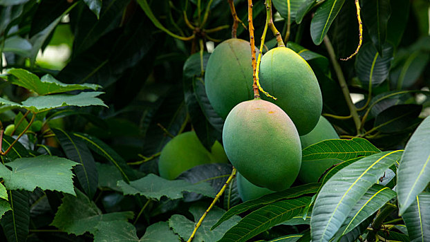 阳光下芒果树上快要成熟的芒果