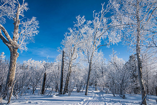 林海,雪原,大雪,雪,晨雾,雾凇,洁白,纯净,童话,梦幻,寒冷,冬天,树林,树木,吉林,天空,蓝天,玉树琼枝