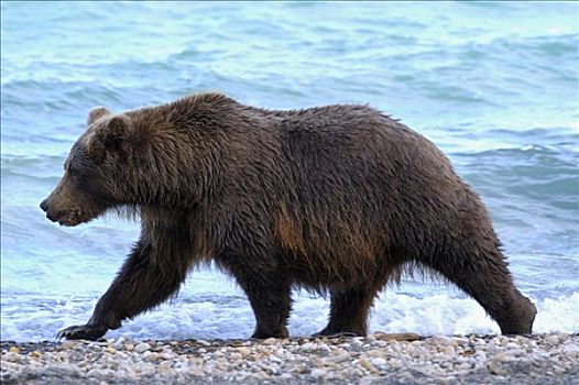 棕熊,走,岸边,线条,布鲁克斯河,国家公园,阿拉斯加,美国