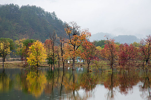 罗田天堂湖水上红叶