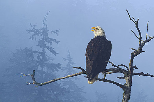 白头鹰,栖息,上面,老,云杉,通加斯国家森林,东南阿拉斯加,冬天,合成效果