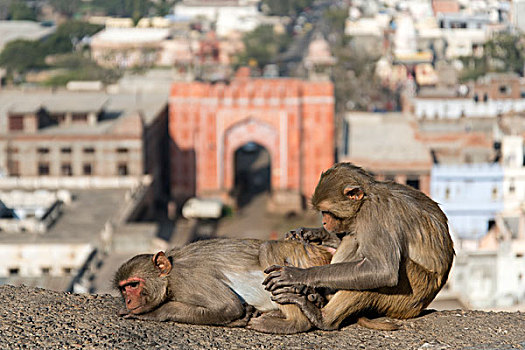 短尾猿,猕猴,靠近,大门,斋浦尔,拉贾斯坦邦,印度,亚洲