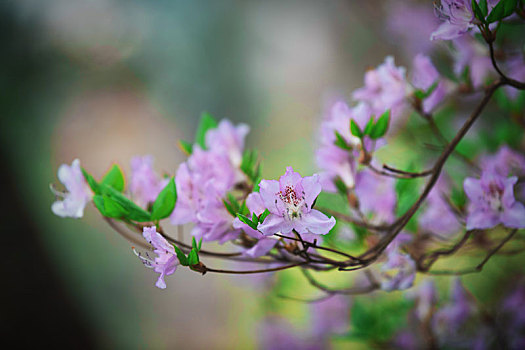 张家界,花花草草,水