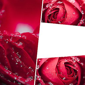 抽象拼贴画,红玫瑰